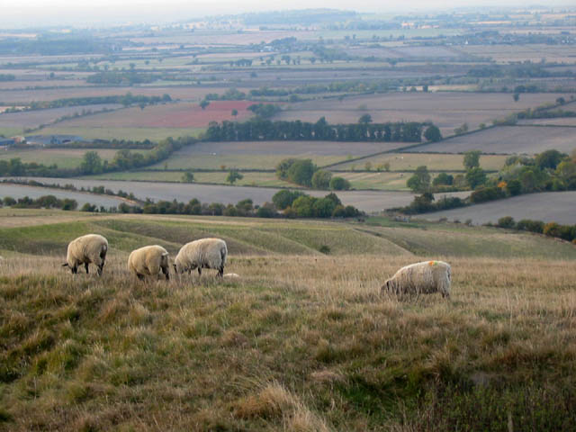 Schafe vor Panorama